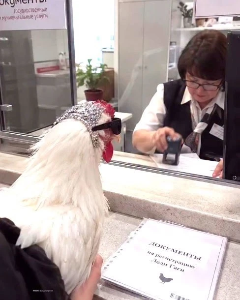В Башкирии теперь придётся регистрировать домашних кур 🐔