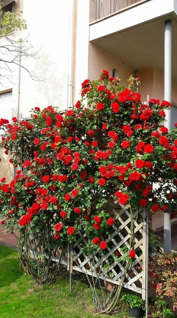 Если розы чахнут и перестают цвести — поможет сода 🌹