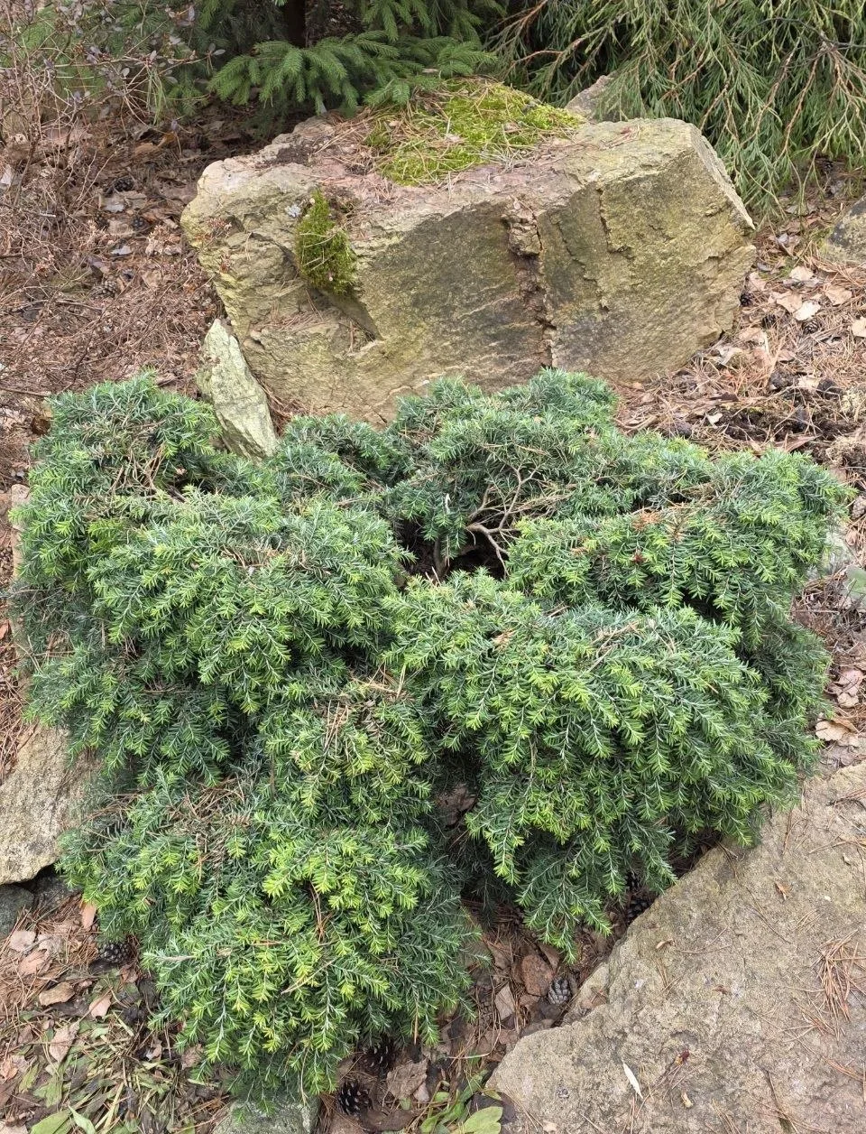 Tsuga canadensis 'Jeddeloh'