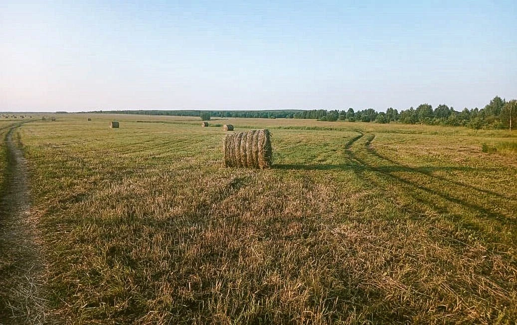 4 сентября — день Агафона Огуменника (Потехи лешего)!