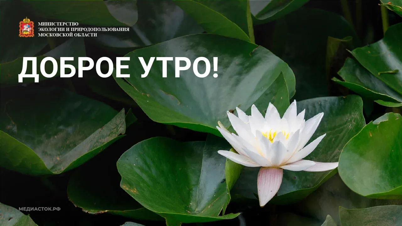 🪷 Доброе утро!
