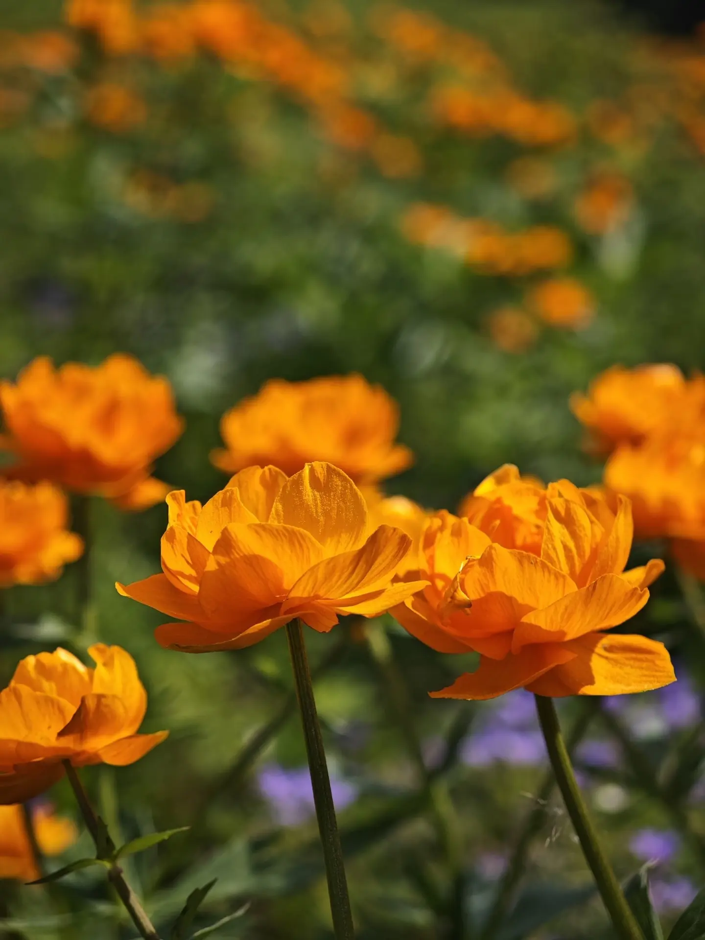 🧡🧡🧡