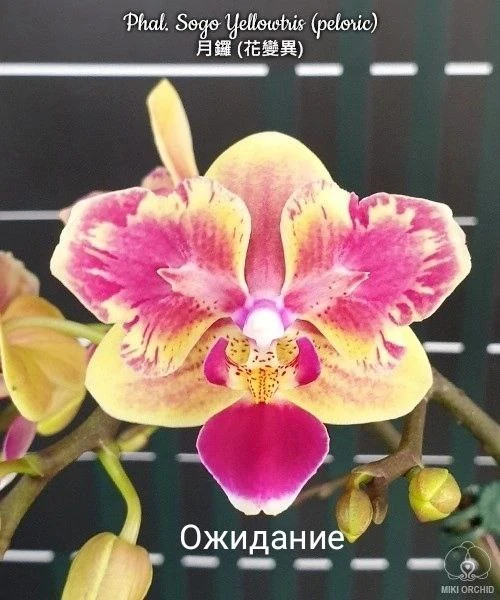 Что такое пересорт? 🌸🌺

Орхидея-пересорт – это растение, домашнее цветение которого не соответству