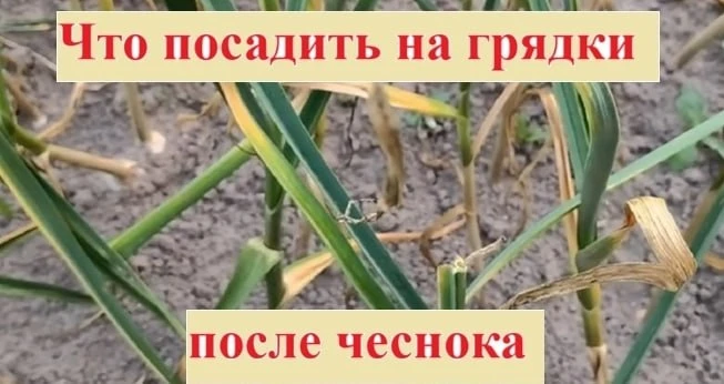 🧄 Огород без простоев: что посадить после озимого чеснока

Убрали озимый чеснок в июле — не дайте г