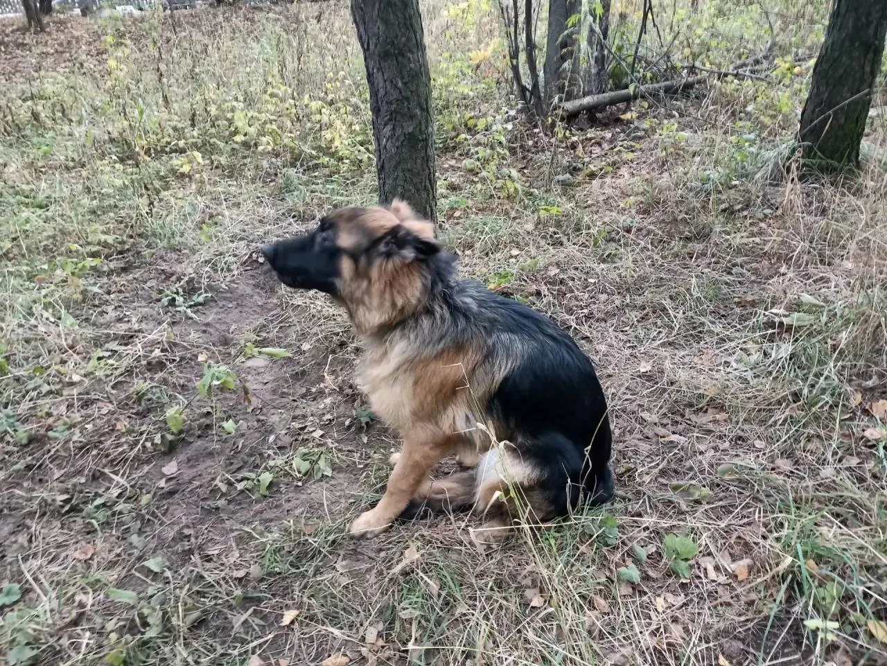 ‼️ В Салтыковском лесопарке нашли привязанную к дереву овчарку. Сейчас её забрали очеви...