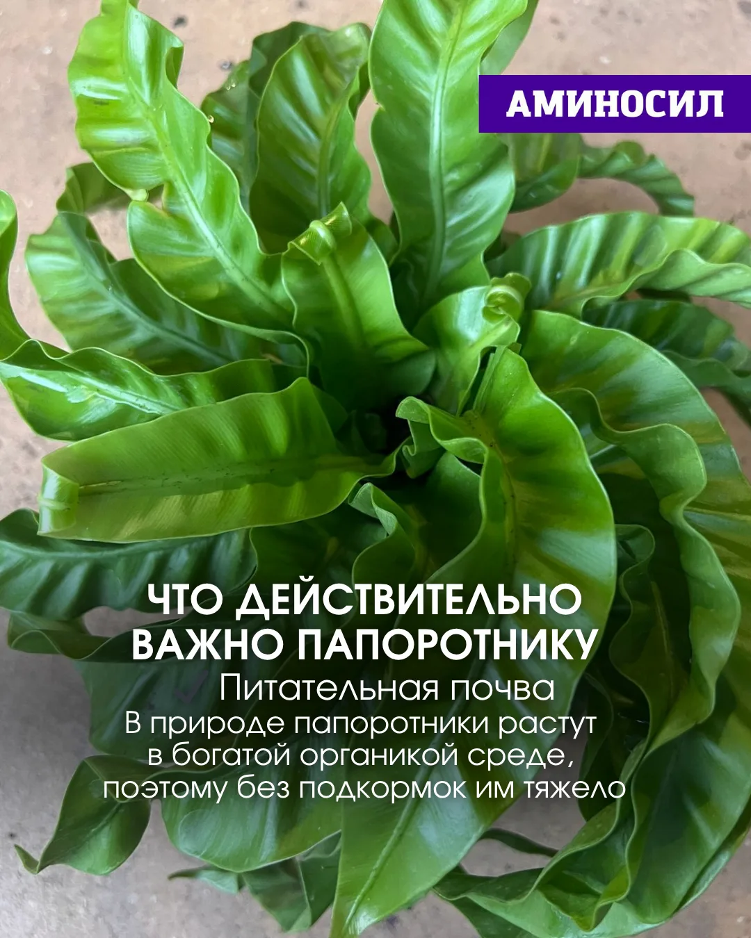 🌿 Почему у вас не растёт папоротник? Разбираемся в этом вопросе ⬆️!   ✅Витамины АМИНОСИЛ для декорат