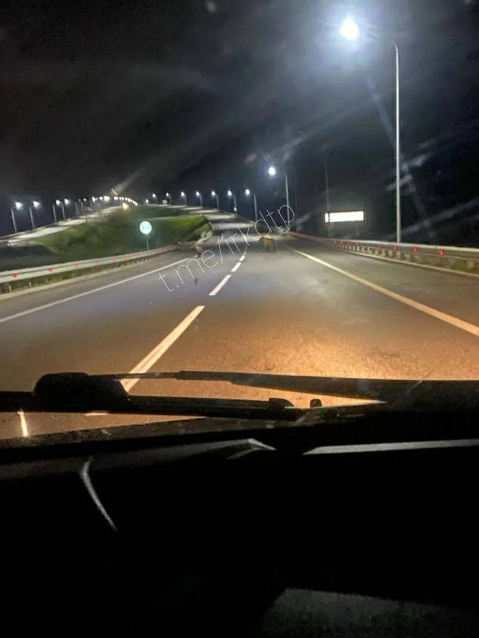 Два взрослых медведя бегали по трассе в Приангарье.
