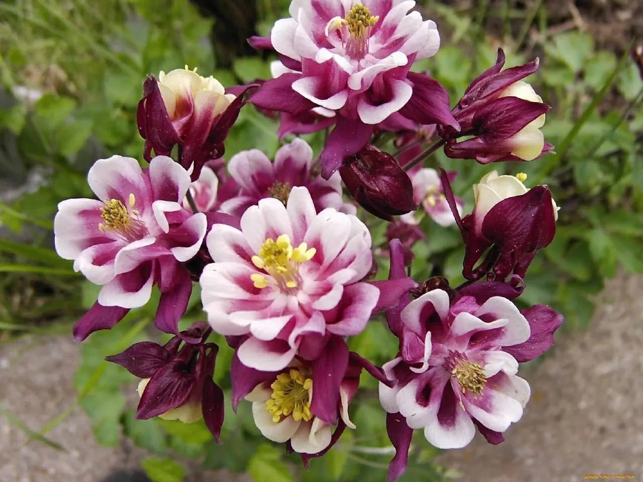 Аквилегия — изящное многолетнее растение 🌸