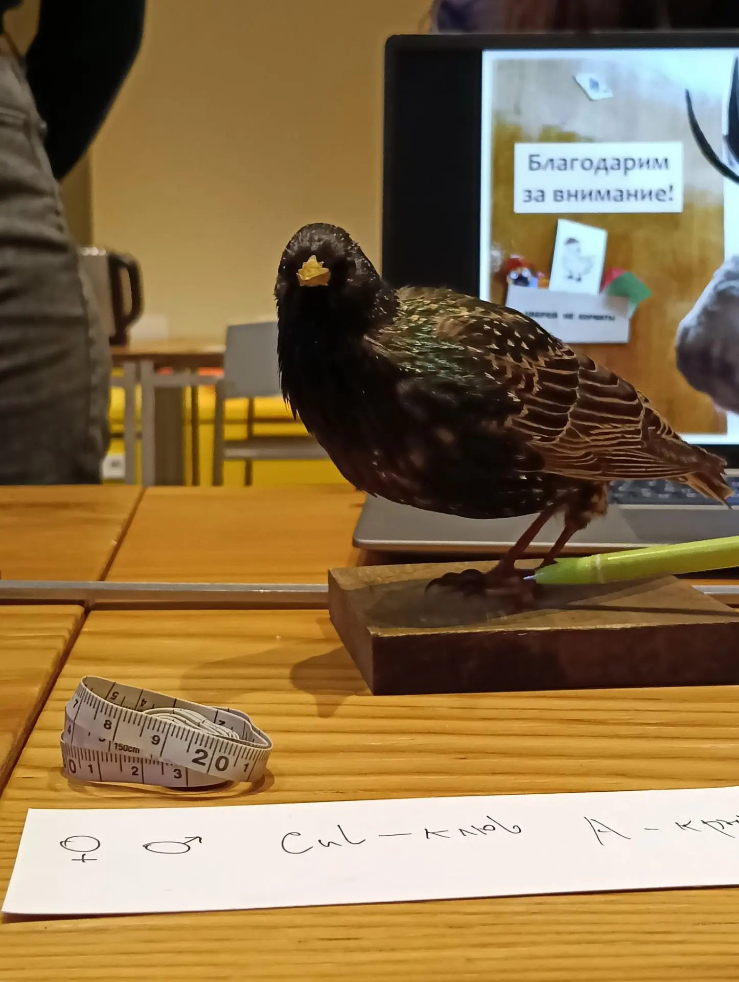 🪶 💻  Встреча «Клуба П» прошла успешно и информативно ☕ 🏫