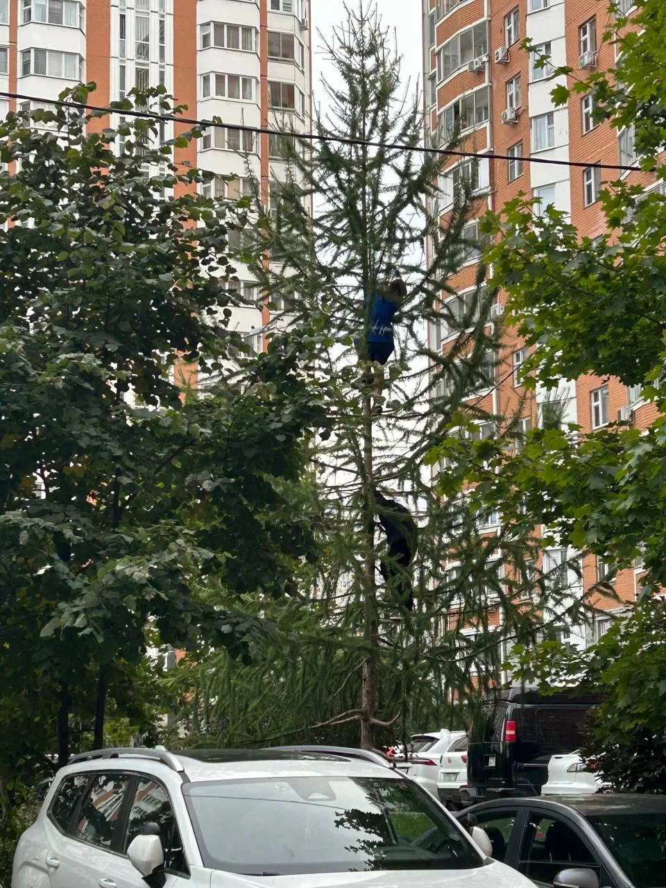 Маугли добрался до Новой Москвы.