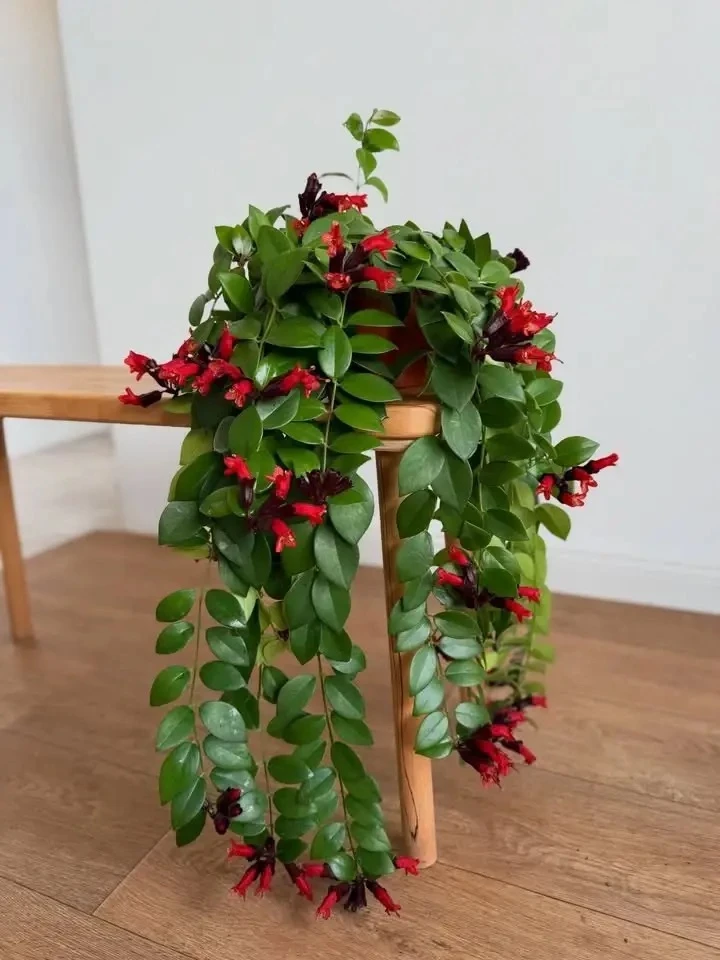 Эсхинантус (Aeschynanthus) — это род вечнозелёных эпифитных растений из семейства гесне...