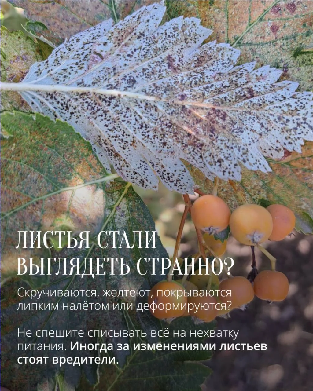 Иногда дерево первым показывает нам, что что-то пошло не так.