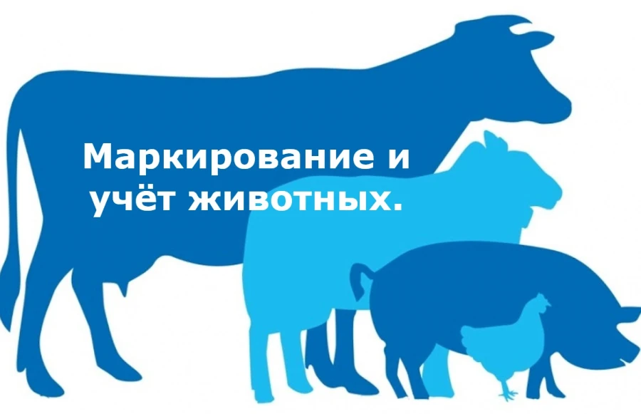Маркирование и учет животных — важная мера для обеспечения ветеринарной безопасности

В соответствии