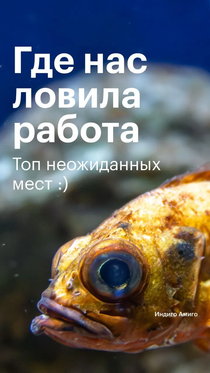 Удалёнка даёт свободу работать откуда угодно, и даже не в супер-удобных местах 🙂

Команда Индиго Ам