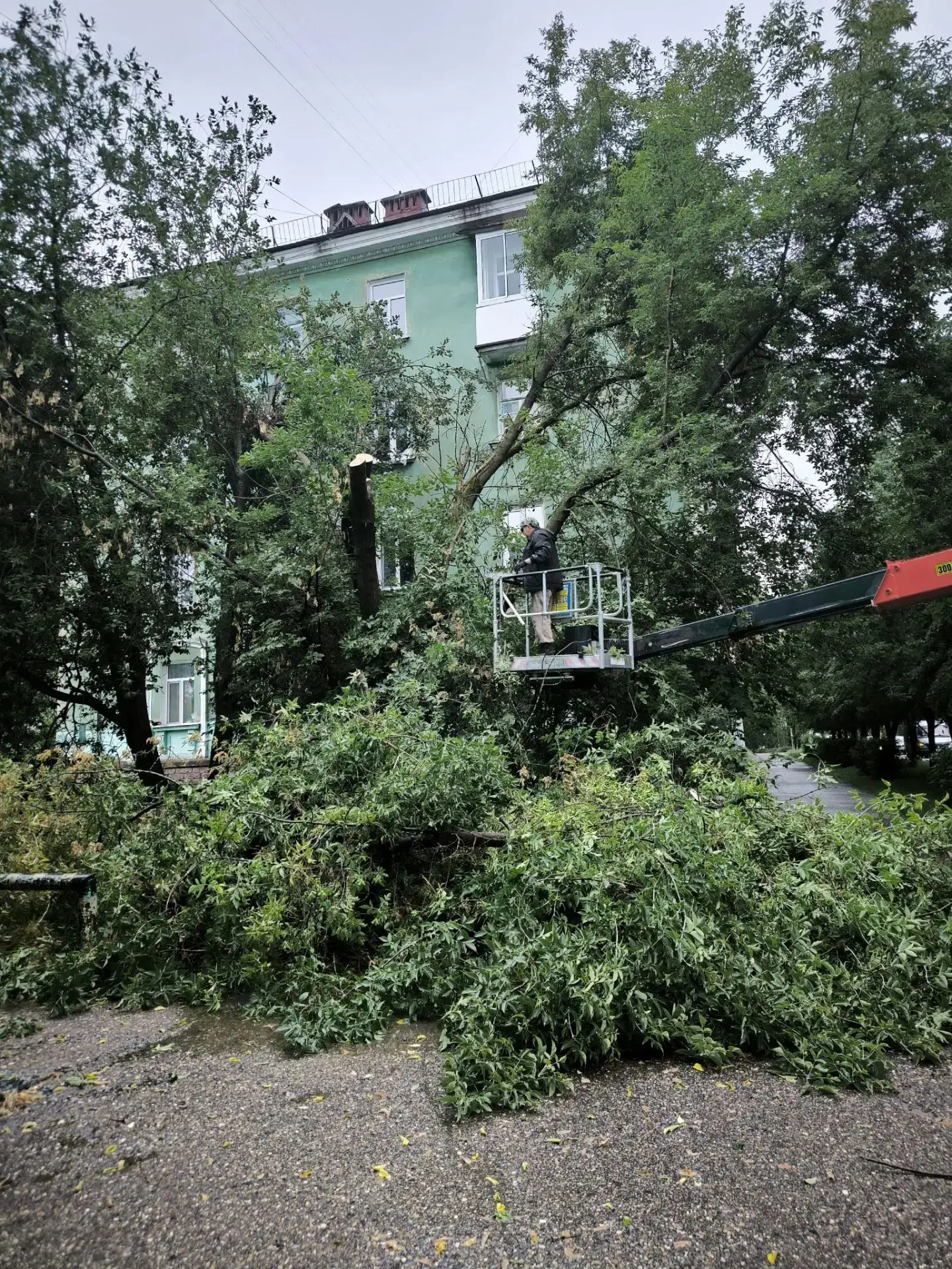 Снос аварийных деревьев по городу.