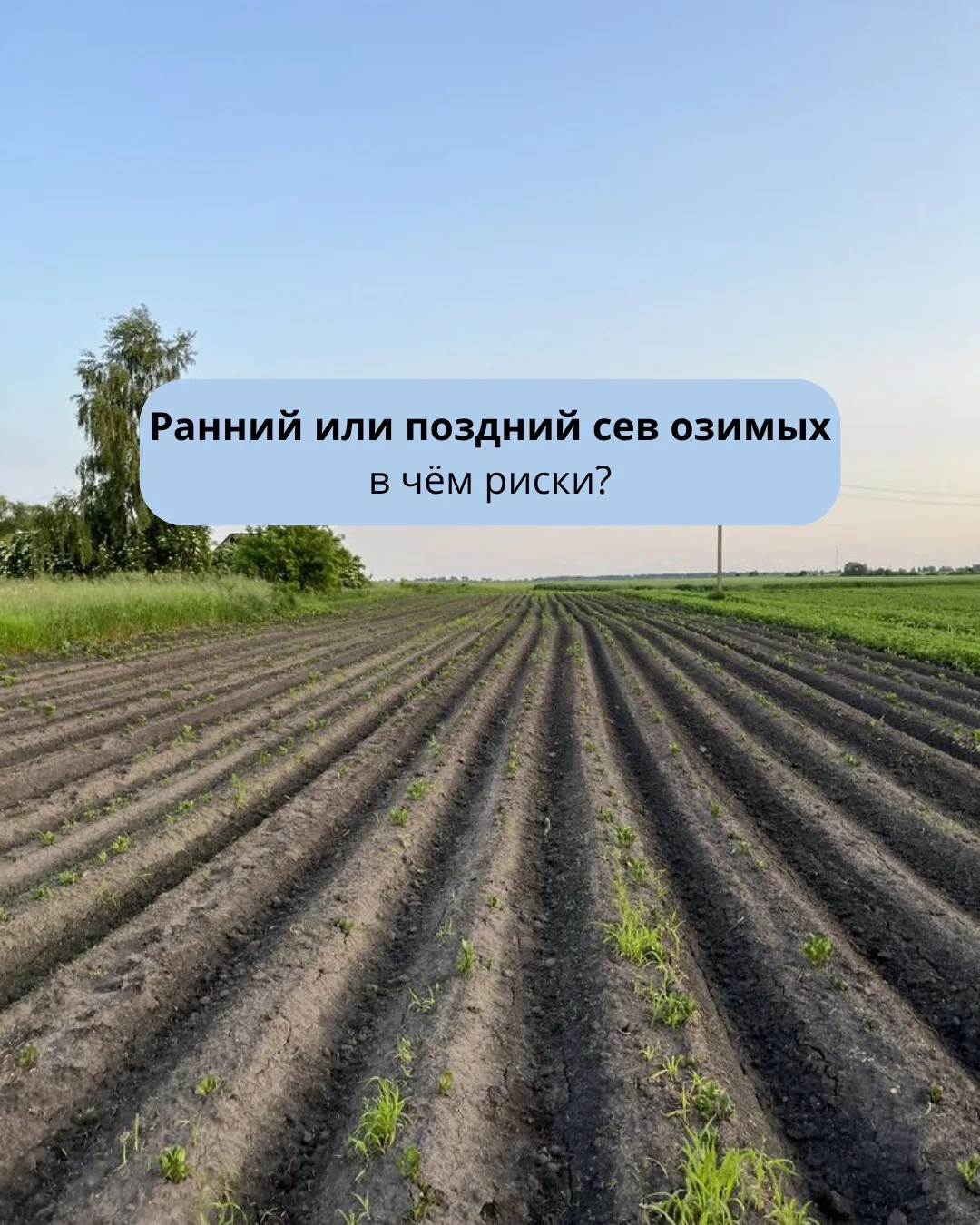 Срок сева озимых — всегда баланс между двумя рисками.