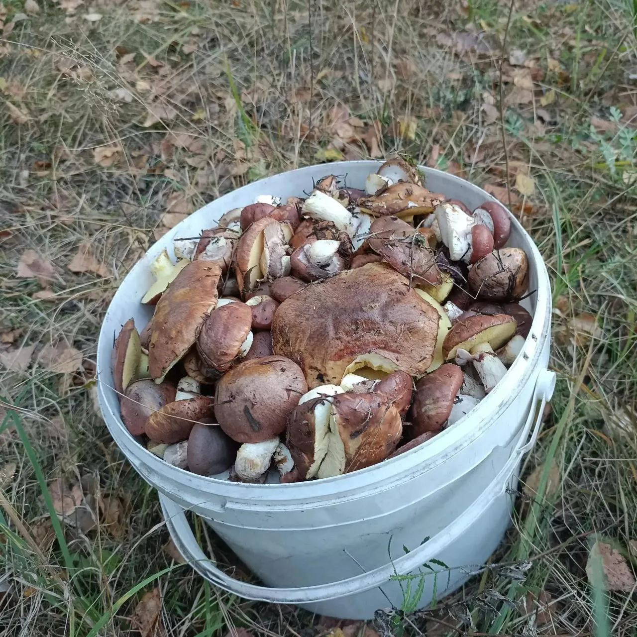 Грибная охота продолжается! 🍄‍🟫 🔪