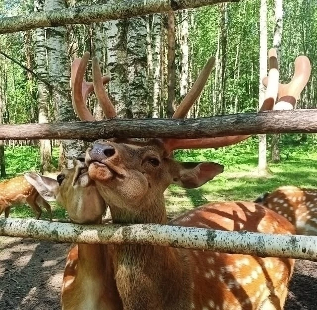 🌿 Сказочные семейные приключения в СТРАНЕ ОЛЕНЬЕЙ! 🦌