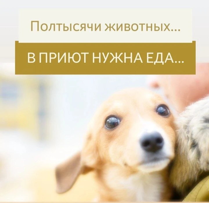 ДРУЗЬЯ, В ПРИЮТ НУЖНА ЕДА..

Два дня до конца недели, у нас ничего не оплачено. 

МЫ ОЧЕНЬ ПРОСИМ ПО