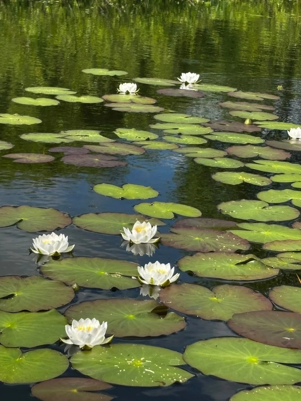 🌺 Каркинские лотосы!