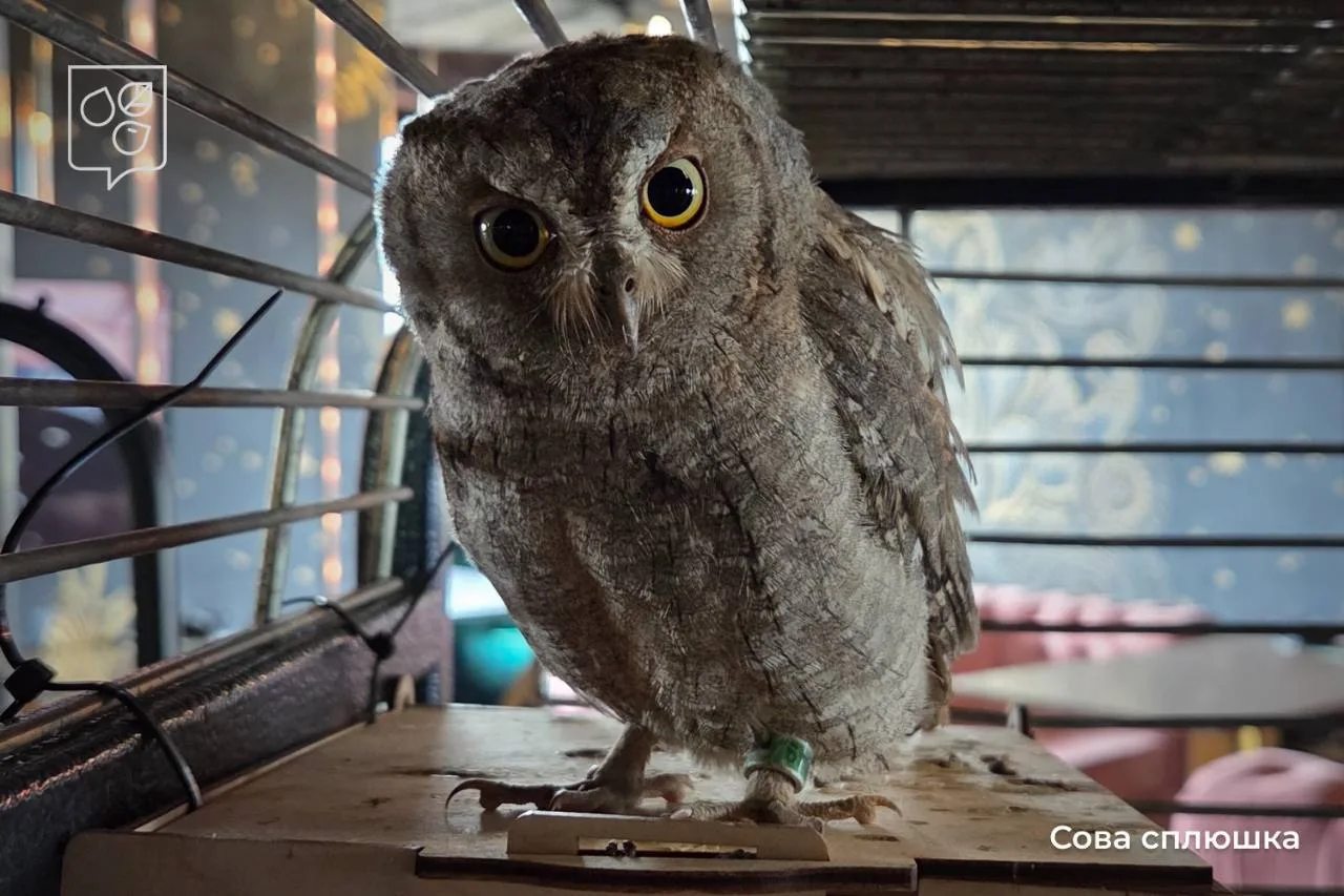 🦉 Редкую сову-сплюшку спасли из московского ресторана.