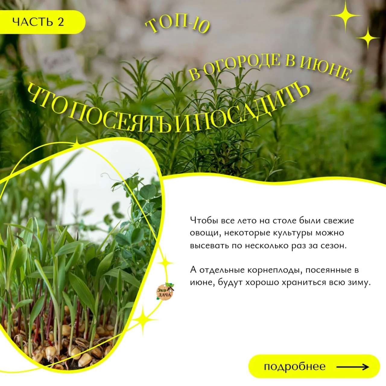 Топ-10 культур, которые стоит посеять и посадить в июне: ЧАСТЬ 2

6🌱Столовая свёкла — июньский посе