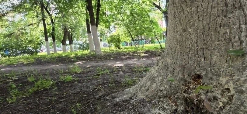 Пензе управление ЖКХ написало заявление в полицию, проверив деревья в сквере у «Электро...