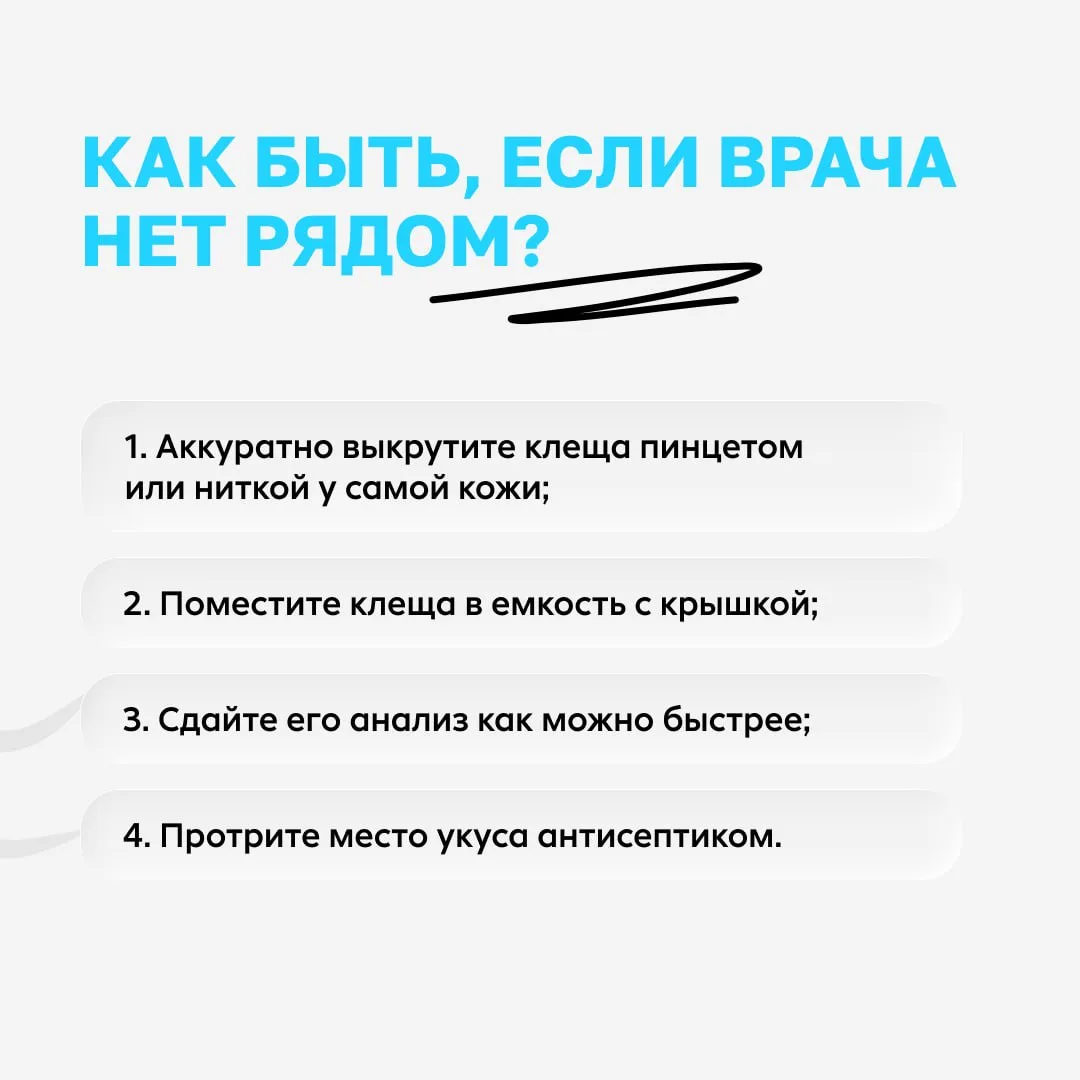 Клещи вида Hyalomma активизировались на Юге России  Они не сидят на траве в ожидании цели, а сами бе