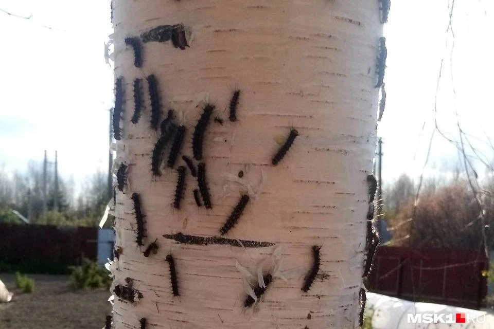 ❗Тюменские леса атаковали тысячи паразитов: гусеницы шелкопрядов беспощадно пожирают березовые рощи.