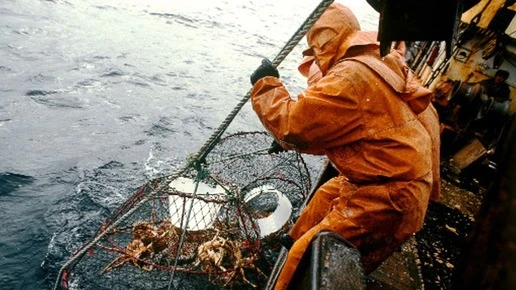 В Черном и Азовском морях распространился новый вид краба
