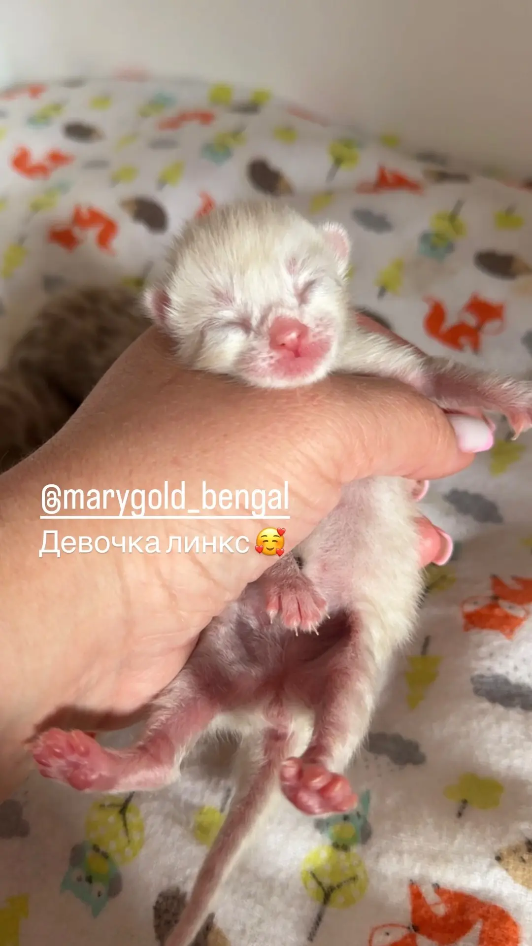 Девочки у Степашки 🤍
#бенгалы