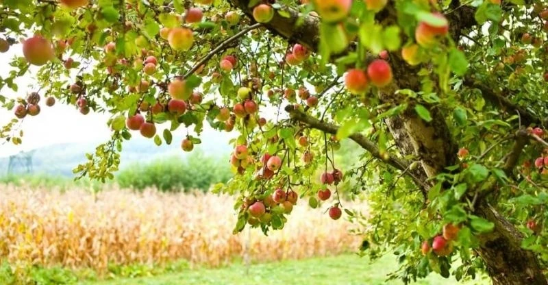 Алмалар алланганда (хикәя)