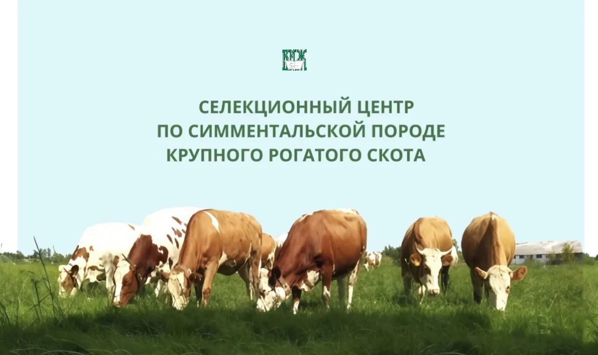 🐂 Селекционный центр по симментальской породе подвел итоги работы за 2025 год