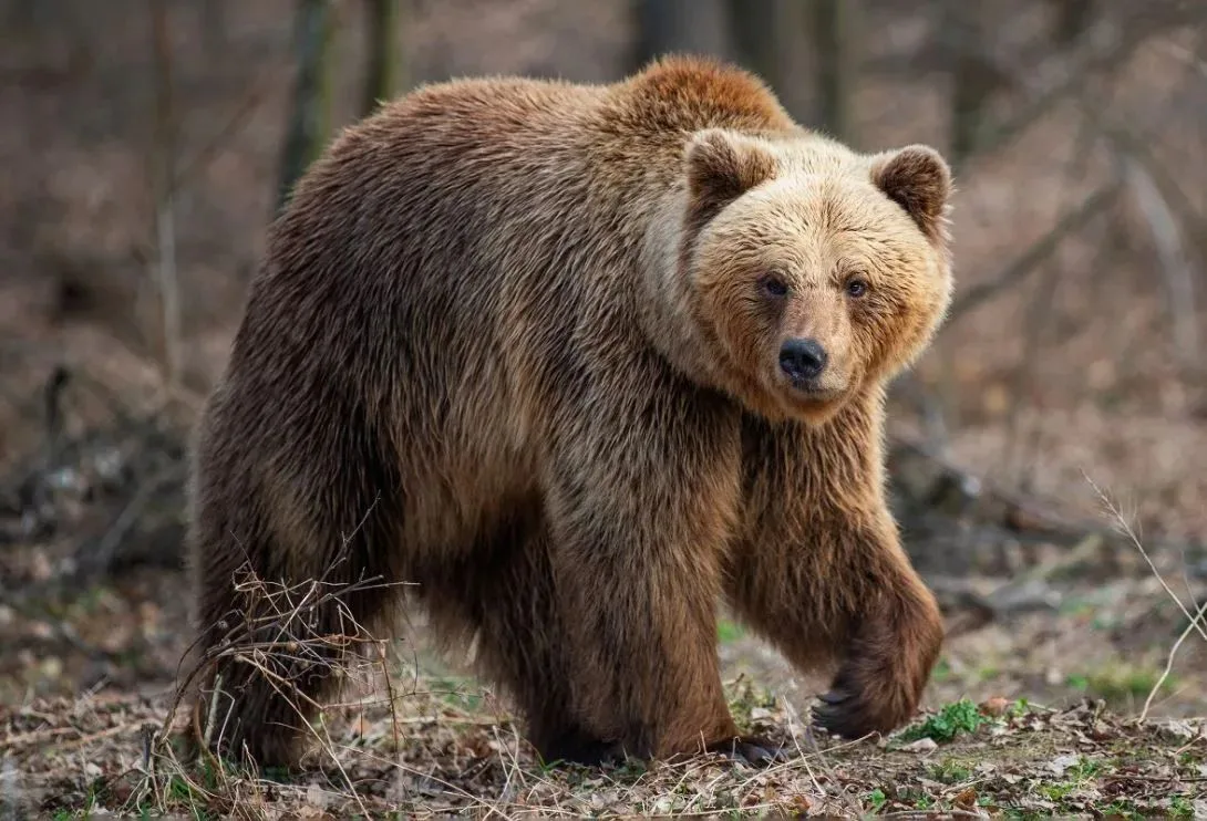 🐻🐾Меры к сокращению численности медведей принимают в Амурской области