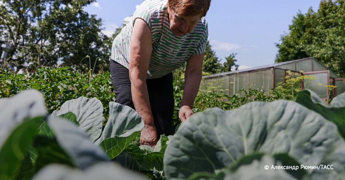 Четверть аграрной продукции в Сибири производят дачники, сообщили ТАСС в Россельхозбанк...