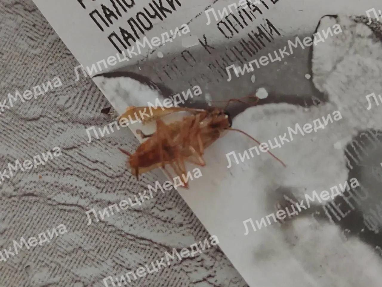 😳 Жительница Липецка обнаружила таракана в рулетике с маком
