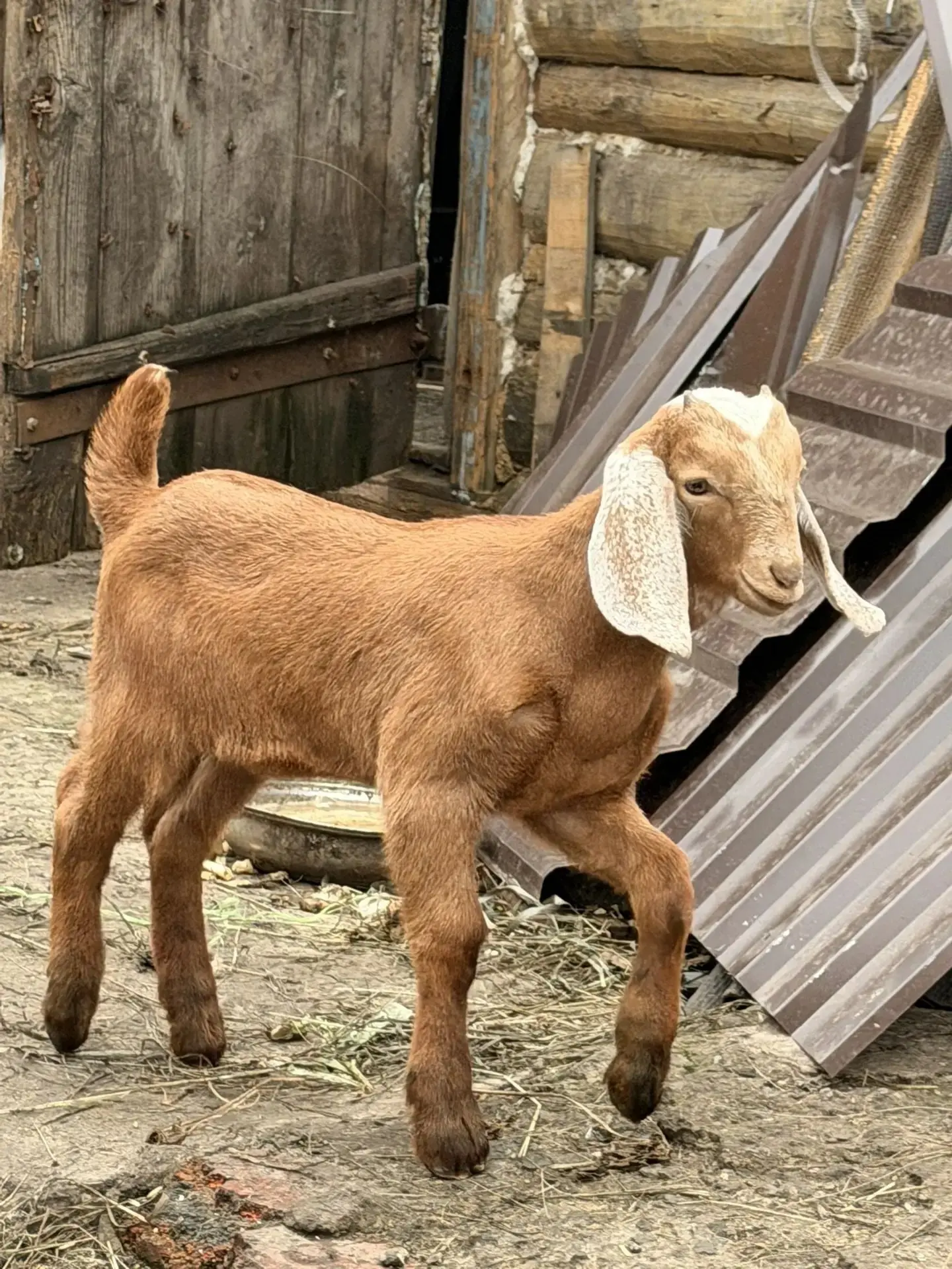 Продам козлят. И козла