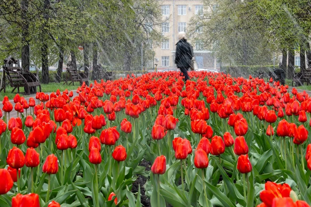 🌷В Кемерове зацвели тюльпаны   Смотрите👉🏻  ❤️ - Красота  😍 - Завораживает  Фото: Дмитрий Ярощук