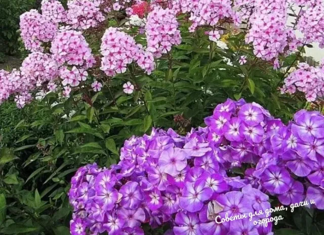 Флоксы любят воду! 💦 
 
Флоксы расходуют огромное количество влаги, поэтому эти прекрасные цветы не