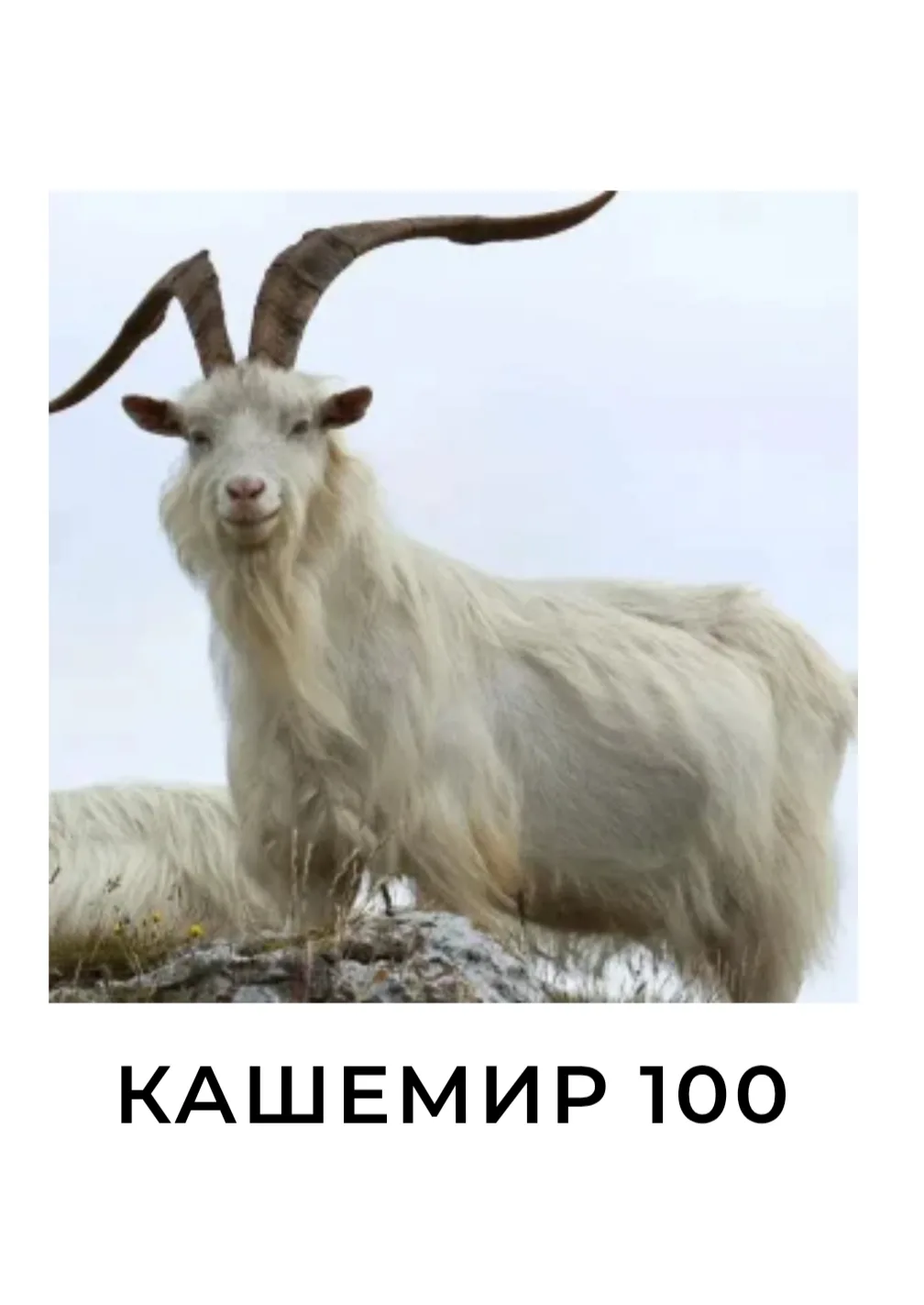 ☀️ НАЧНЁМ НЕДЕЛЮ С ПРЕКРАСНЫХ НОВОСТЕЙ! 🇲🇳🐐🦣✨