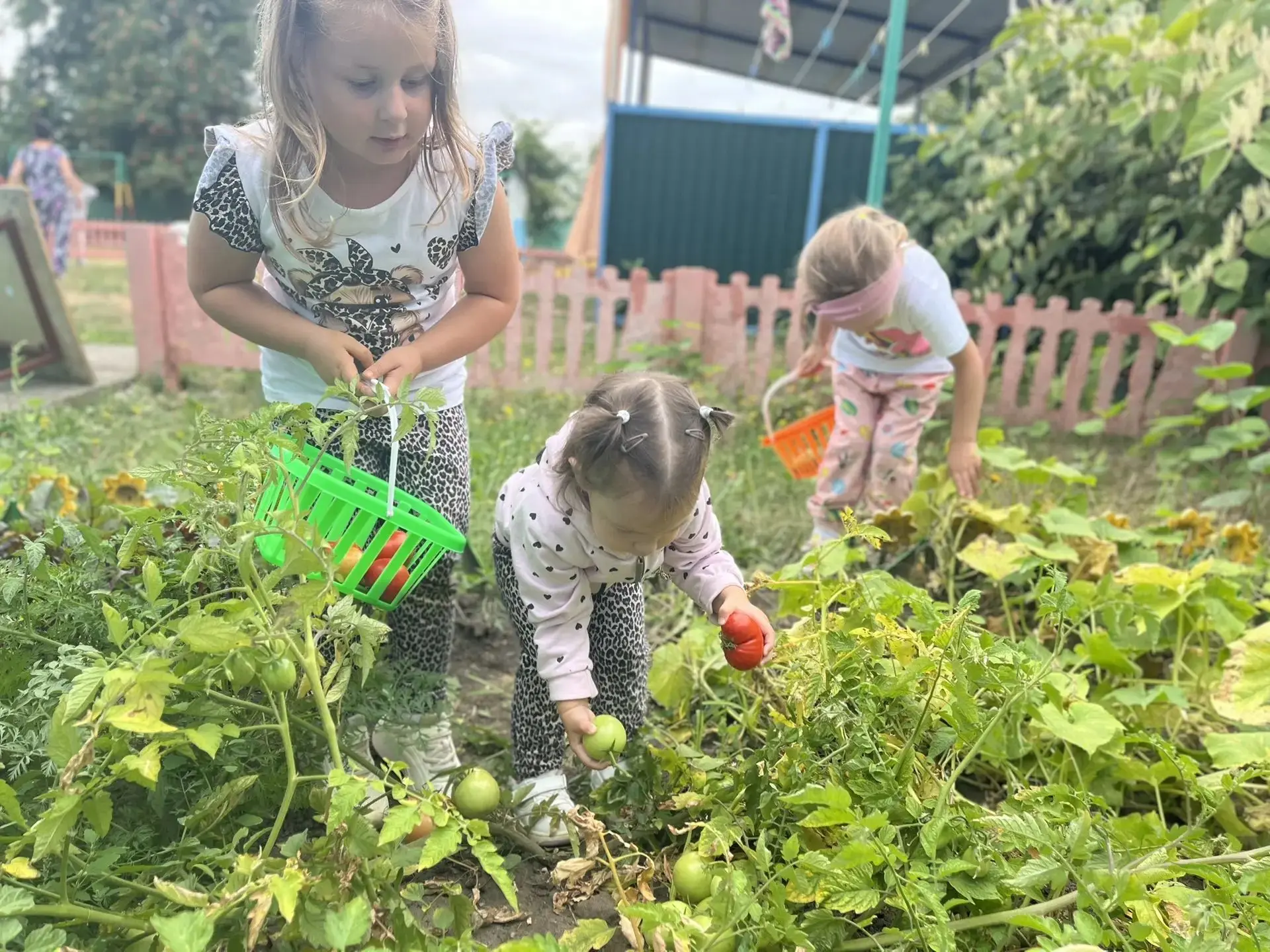 От семечка до тарелки! 🌱➡,️🥗🍅 🥒