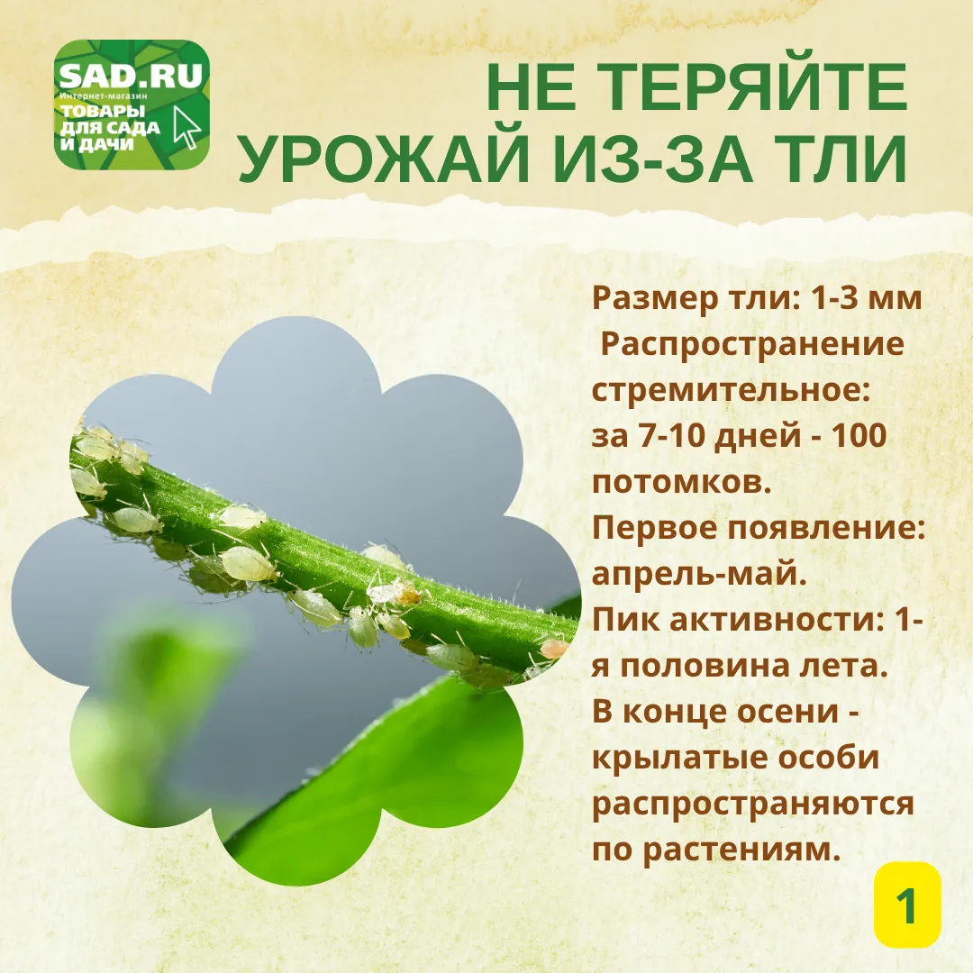 НЕ ТЕРЯЙТЕ УРОЖАЙ ИЗ-ЗА ТЛИ