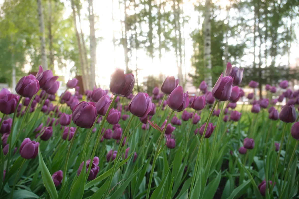 Прекрасные цветы🌸

Фото поделился Сергей Коршилов