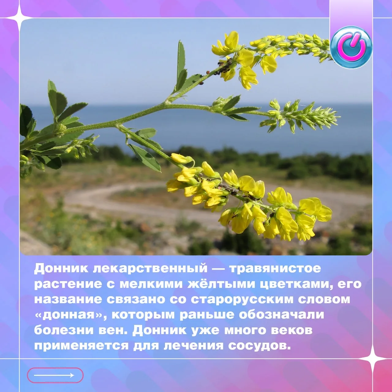 🌿 Природная поддержка сосудов 

Сегодня расскажем о доннике. Во многих странах он официально входит
