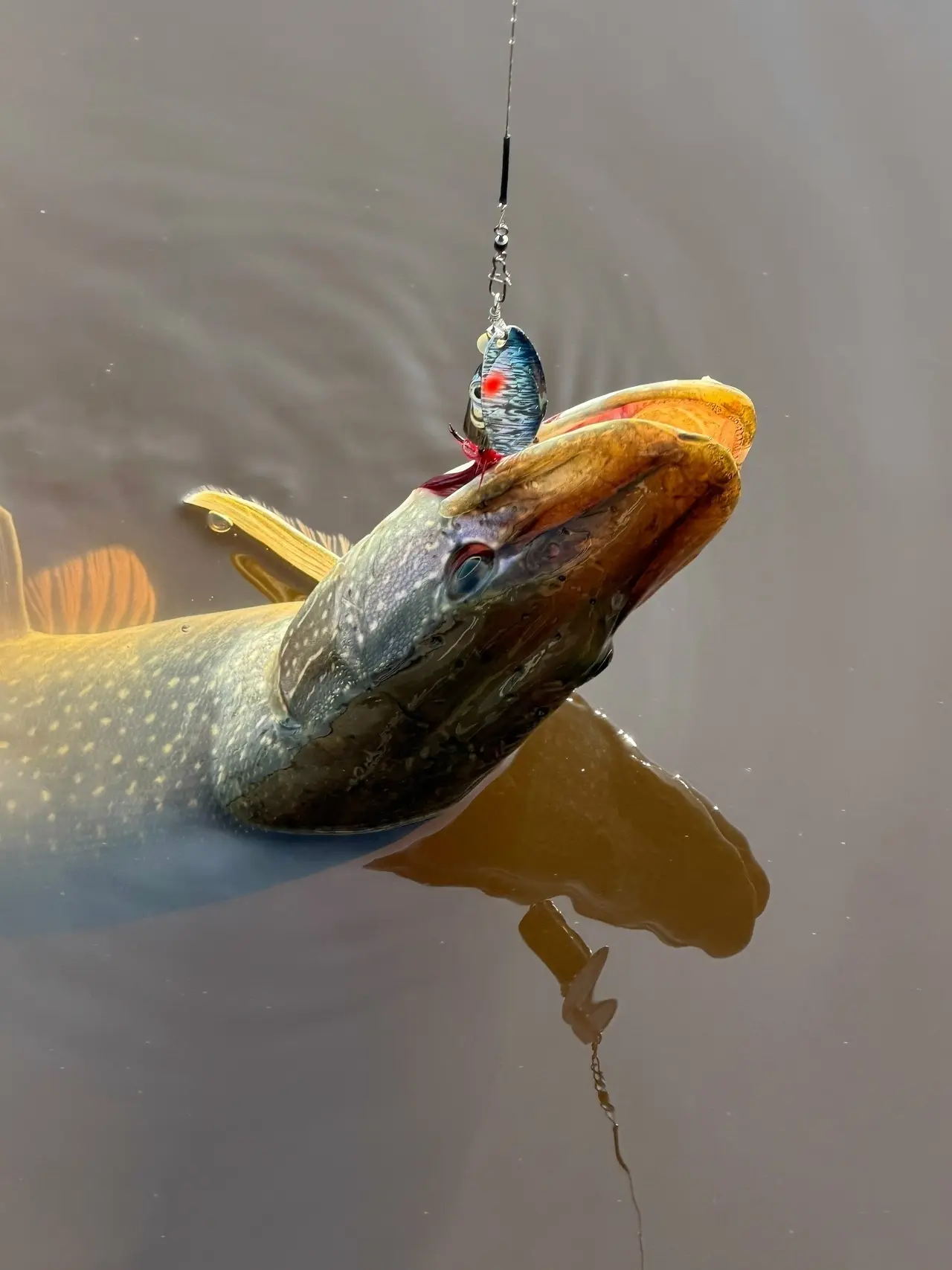🐟 Рыба пошла на жор: где в Югре ловить трофеи в сентябре 2026? 🎣