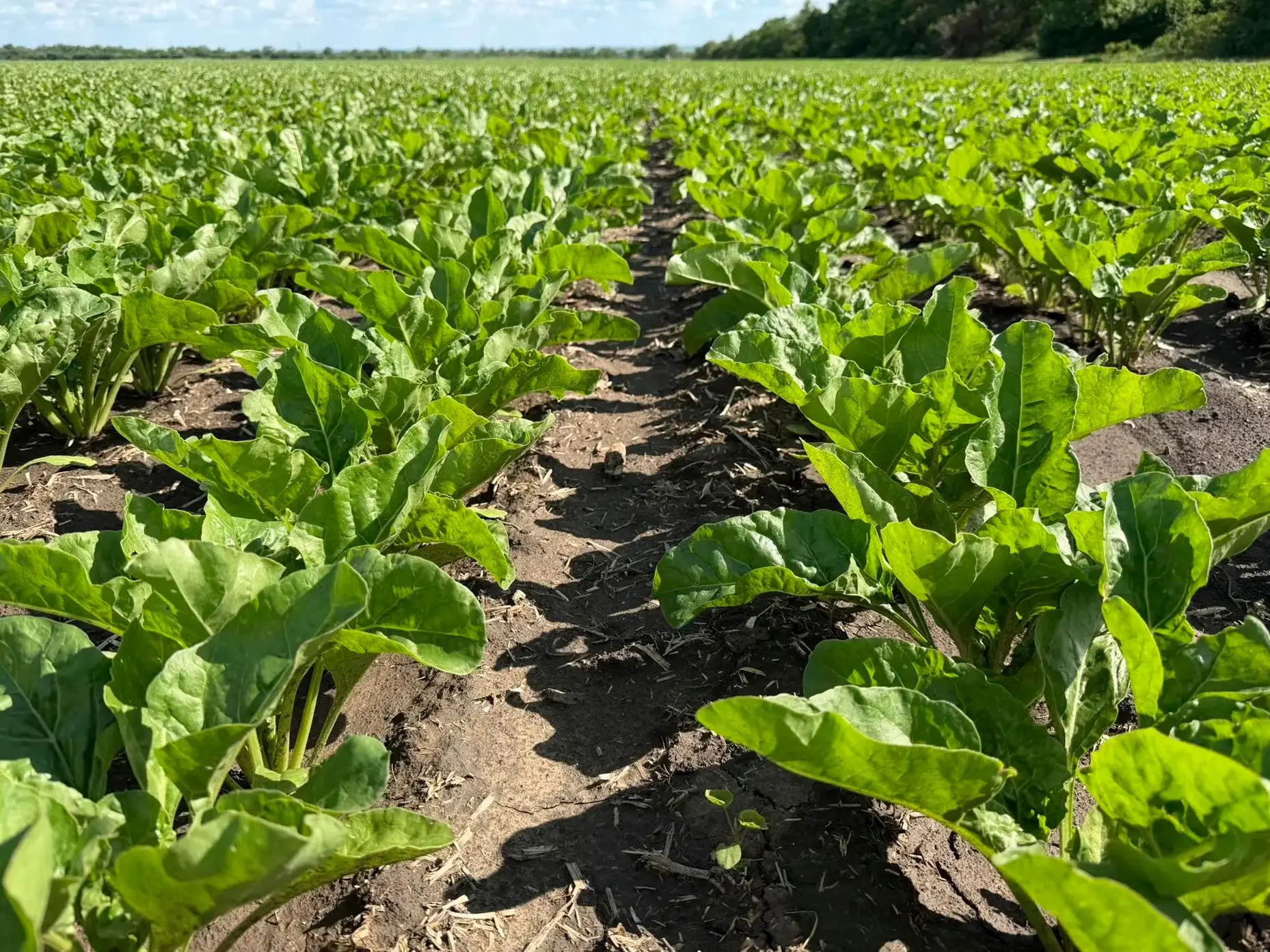 🌱 Флагман свеклопроизводства на Ставрополье.

📢 Сегодня мы знакомимся с сельскохозяйственным произ