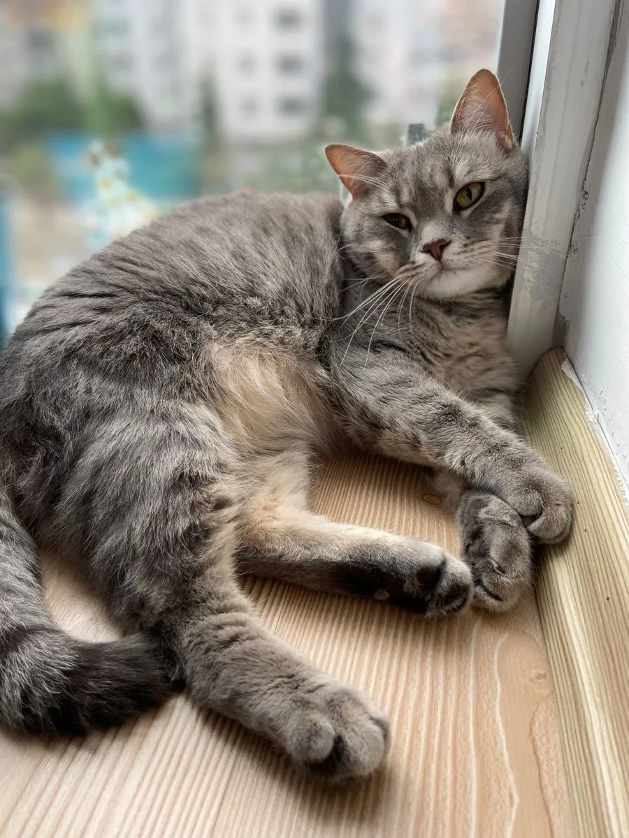 #КотикПодписчика 🥰