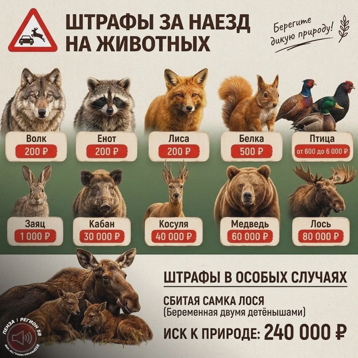 💰 Наезд на зверя: сколько заплатит водитель