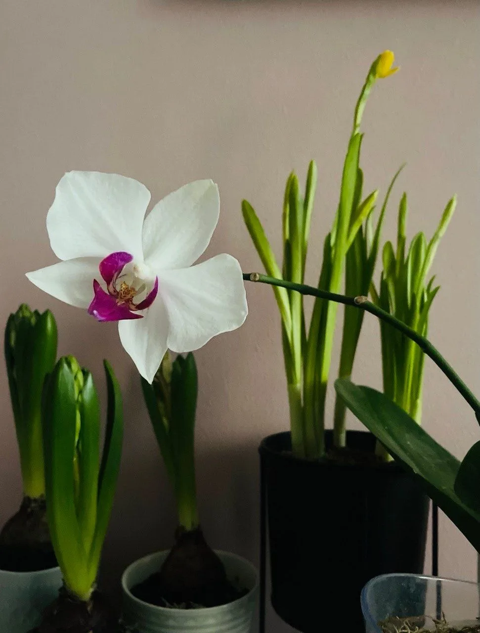 На улице - снег, а в корпусах УлГУ - весна 🌷🌷🌷