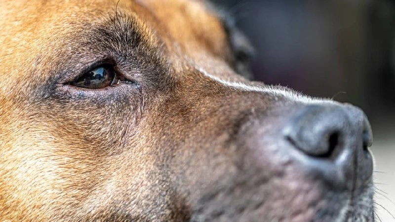 🐕 Хозяйку собаки в Борисоглебске обязали выплатить 45 тысяч рублей школьнице, которую укусил её пёс